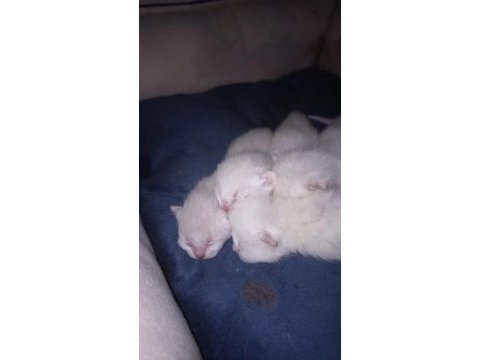 British shorthair blue point bebeklerim