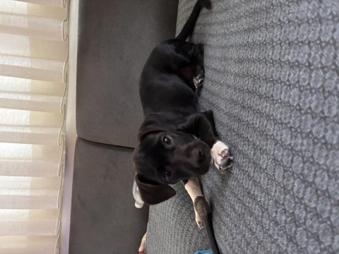 Ücretsiz sahiplendirme jack russell köpeğimiz