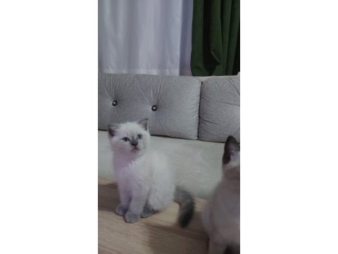 Point gurup kedimiz