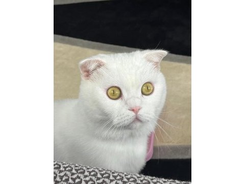 Kedimiz pamuk (acil sahiplendirme)