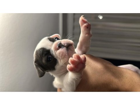 French bulldog yavruları