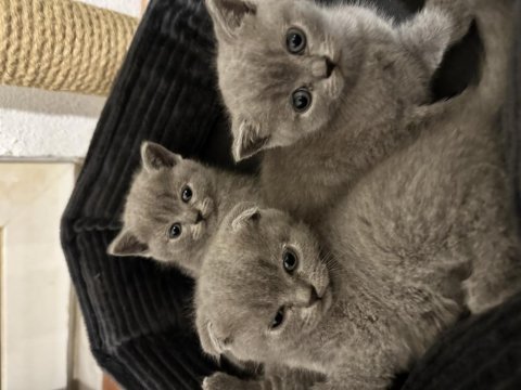Sağlıklı scottish fold yavrularımız yeni yuvalarını arıyor