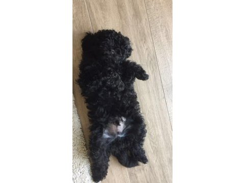 Siyah renk poodle yavrularımız