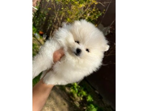 Sevimli pomeranian boo bebekler