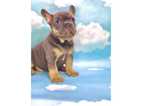 Harika anatomi blue tan french bulldog