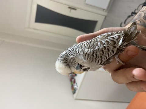 Show jumbo hazır takım muhabbet kuşu