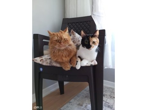 Erkek iran kedimiz müslüm
