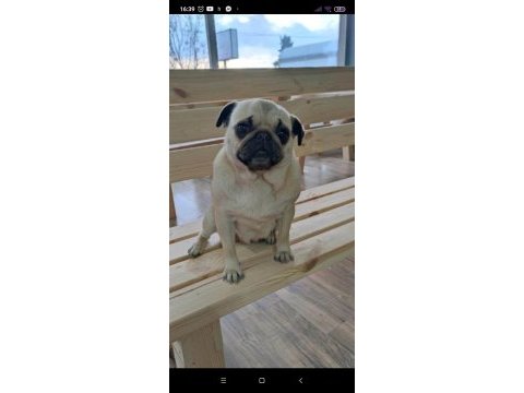 1 yaşında dişi pug uygun