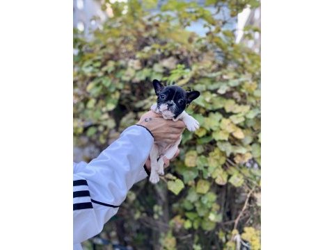 Çok sevimli ve oyuncu french bulldog yavrularımız