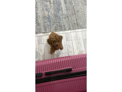 Toy poodle orjinal