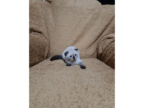 Scottish fold shorthair çikolata point