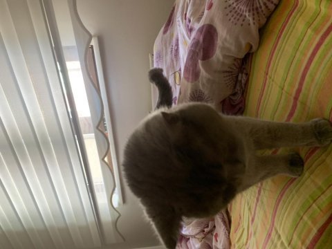 9 aylık british shorthair