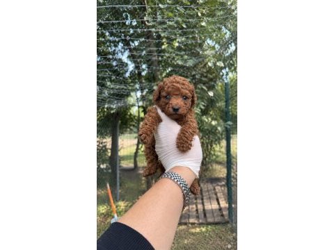 Redbrown toypoodle bebekler 