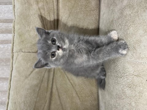 Birbirinden tatlı british shorthair kediler