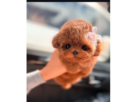 Core babadan teacup poodle bebekler