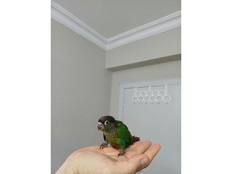 Greenchek konur papağanı