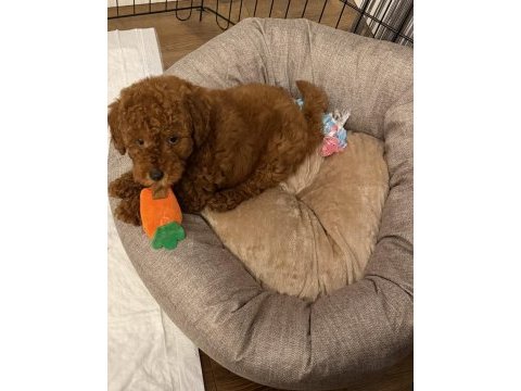 6 aylık eğitimli erkek poodle
