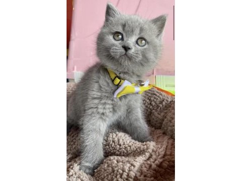 Ayı kafa kedimiz yavru görünce aşık olacaksınız