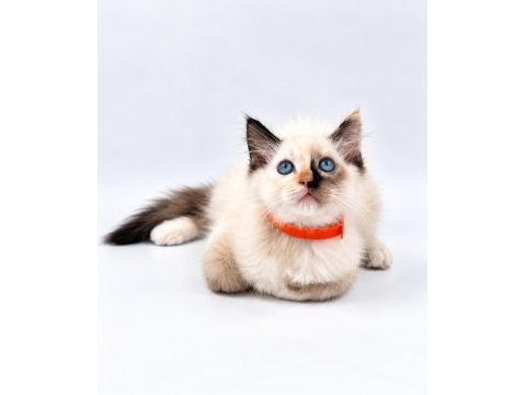 Tortie ragdoll bebekler