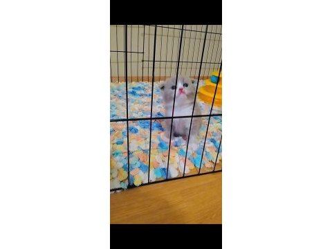 British shorthair top kafa