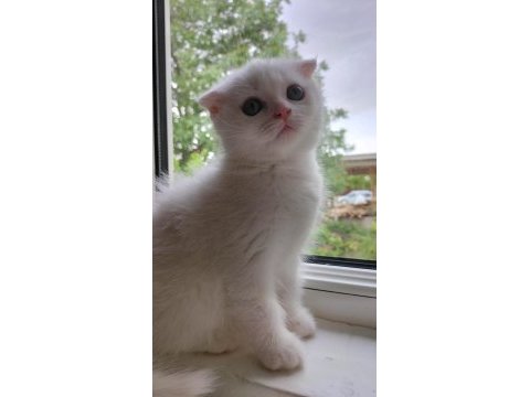 Scottish fold dişi hemen teslim
