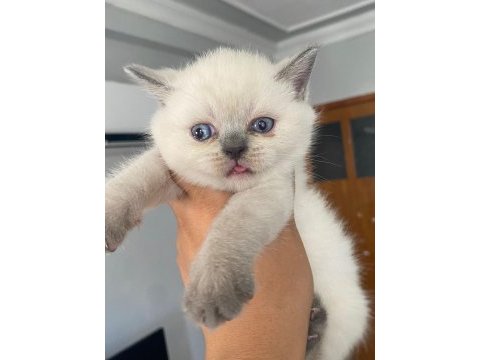 British blue point kızımız