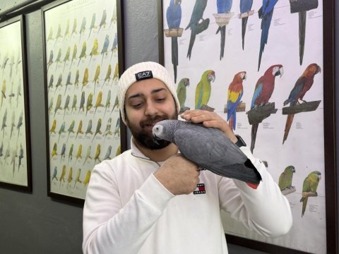 100 kelime konuşan dans eden jako papağanı