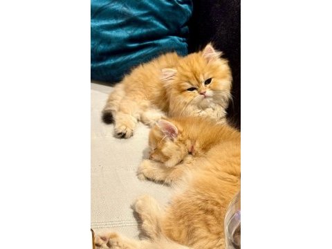 Yakışıklı golden british longhair