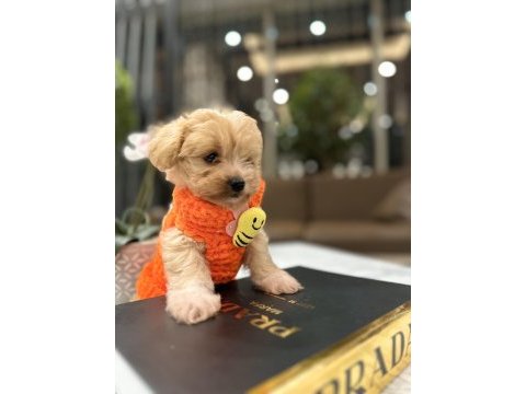 Tatlı mı tatlı maltipoo bebişler