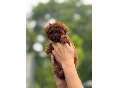 Toy poodle yavrular