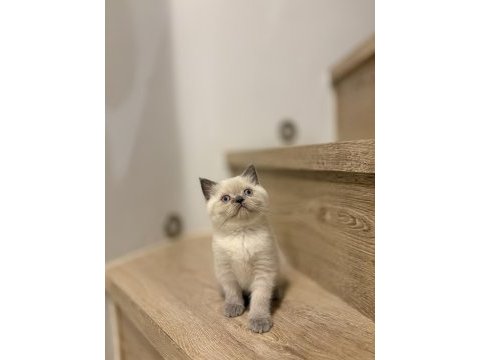 Brıtısh shorthair blue point yavrularım 