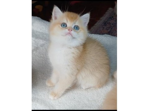 Üst kalite golden kedilerimiz veteriner kontrollü