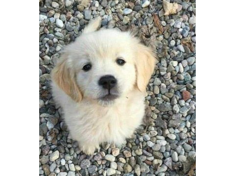 A kalite dişi erkek golden retriever yavrularımız