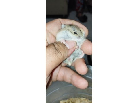 Özel renk dwarf hamster