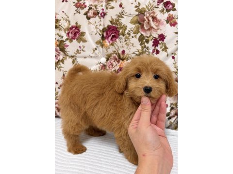 Red maltipoo dişi
