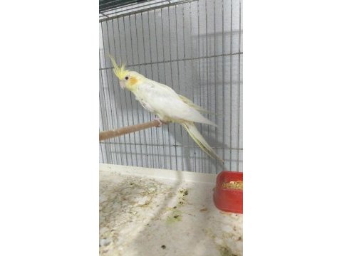 Dişi mutasyon pf sultan papağanı