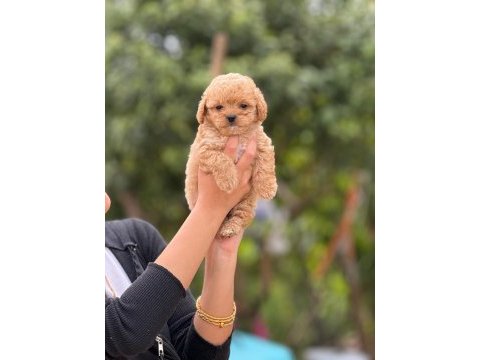Aşılı çiş eğitimli maltipoo bebekler 