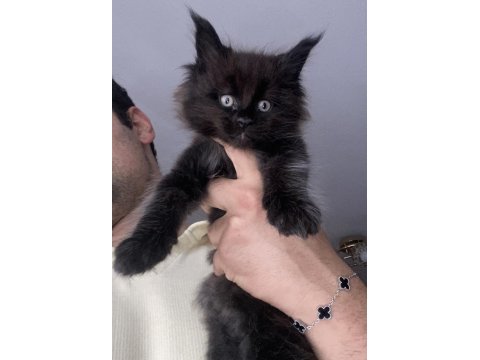 2 dev erkek xxxl maine coon