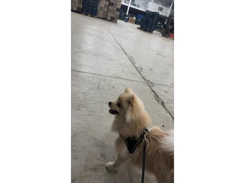 8 aylık pomeranian