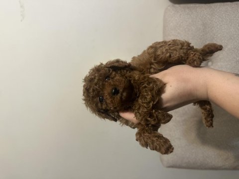 Dişi kore toy poodle