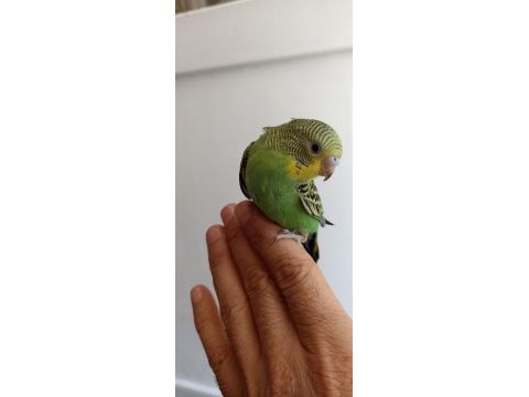 Takım kuşlarım vardır