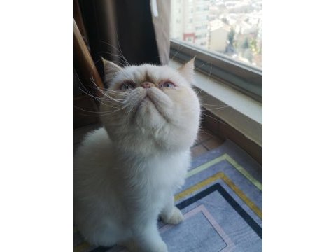 Exotic shorthair red point