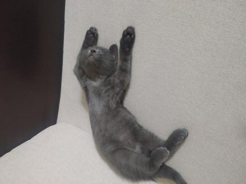 Sevimli cana yakın bebek kedimiz