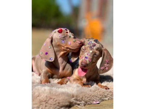 Mavi gözlü dachshund yavruları