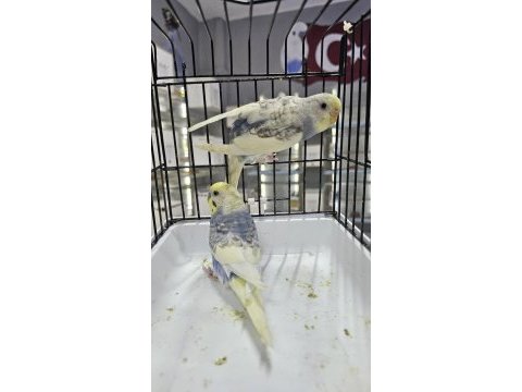 Renk güzeli son çek muhabbet kuşu takımlar açıklamayı okuyun