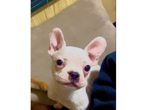 Bembeyaz tatlı french bulldog