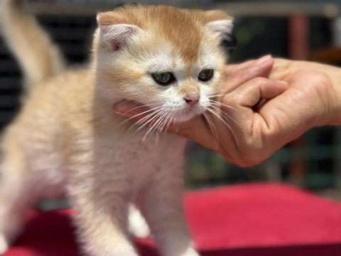 Ankaranın en elit golden british shorthair yavruları