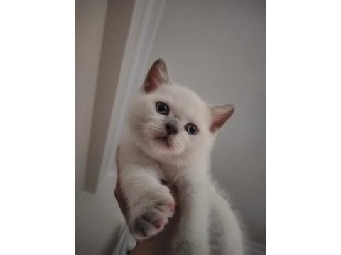 Muhteşem british shorthair blue point yavrularımız