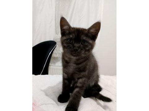 3 aylık british shorthair yavrularımız