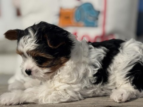 Ankarada yasal ruhsatlı çiftlikden morkie yavrumuz